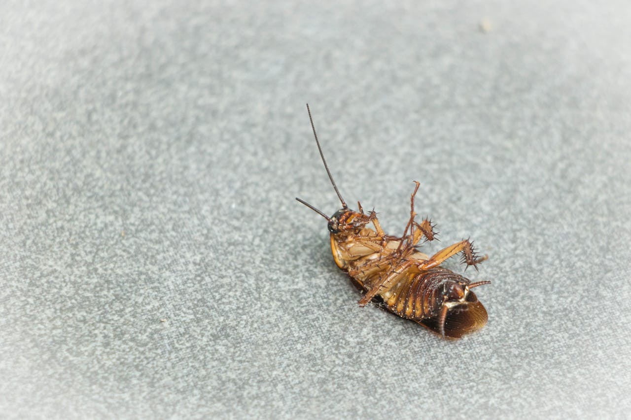 High detail image of a dead cockroach on a light surface.