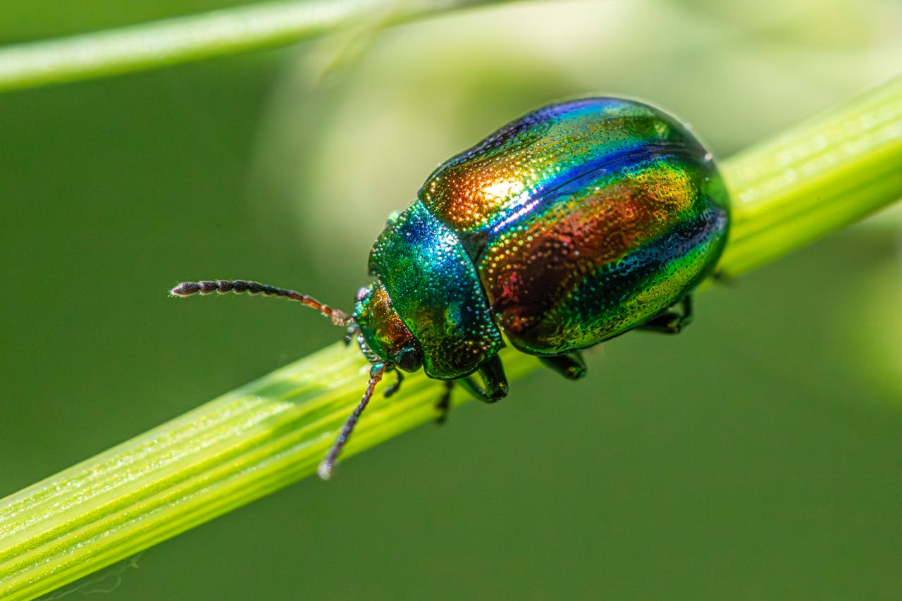 Close-up of a colorful Dead-Nettle Leaf Beetle on a plant stem in natural habitat.