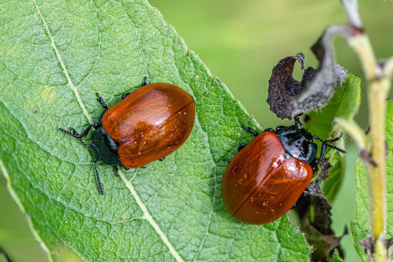 High-quality close-up of red poplar leaf beetles on green leaves, showcasing details and textures.